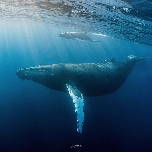 Post by ericdevicente