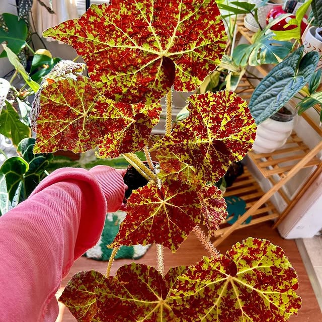 Post by peoplewithplants_official