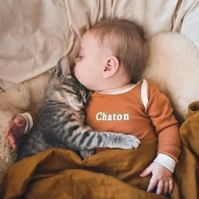 Post by bestcatsfans