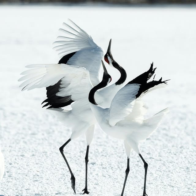 Post by coxandkings_uk