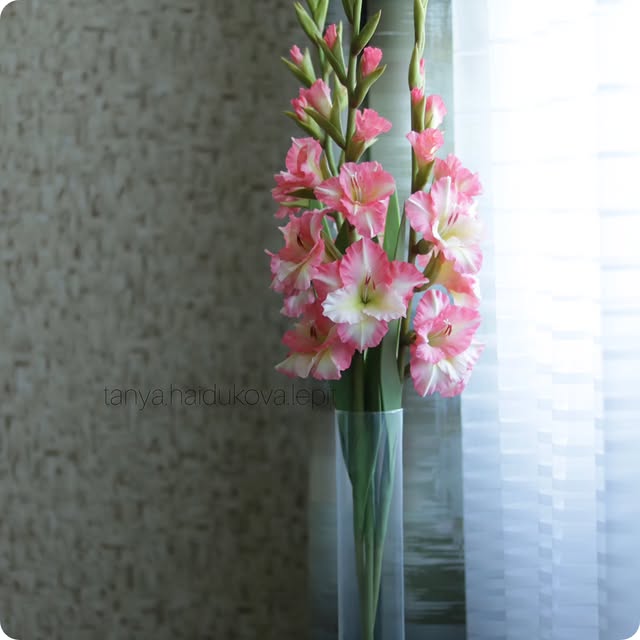 Post by tanya.haidukova.lepit