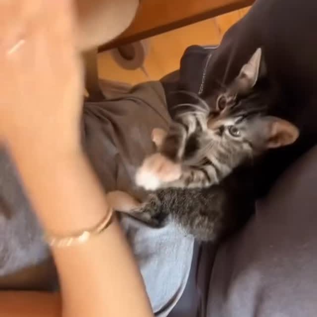 Post by dailycats.co