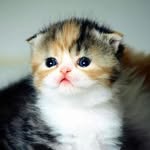 Daily Cats's profile picture