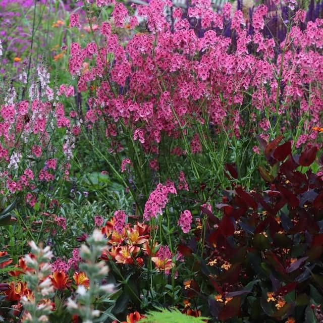 Post by patthana_garden