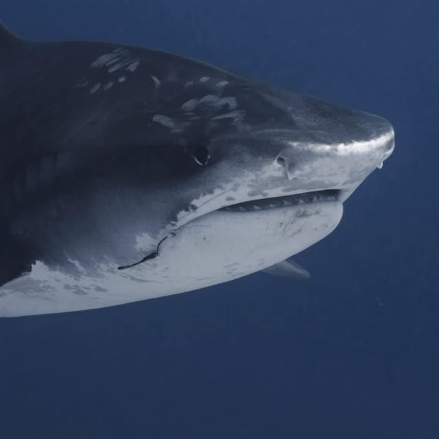 Post by jakemasondiving