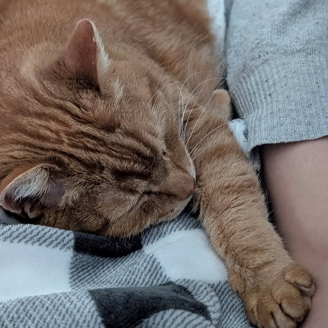 Post by cobblerkittycat