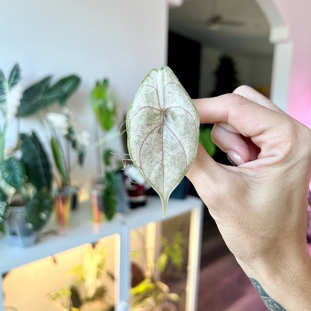 Post by alltheplantys