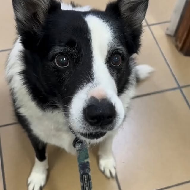 Post by greencrossvets