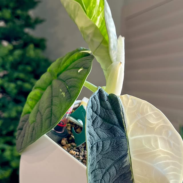 Post by alltheplantys