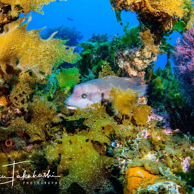 Post by reiko.alice.takahashi