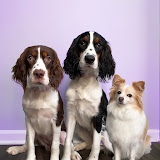 K.M. Robinson Pups's profile picture