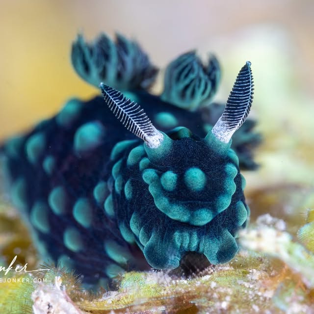 Post by katejonkerphotography