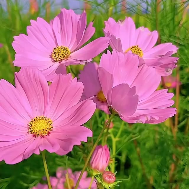 Post by garden_desiign