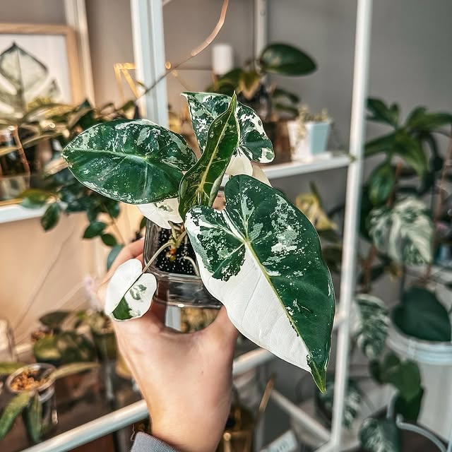 Post by my_plant_haven