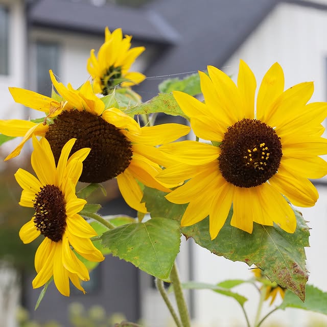 Post by fishtailcottage