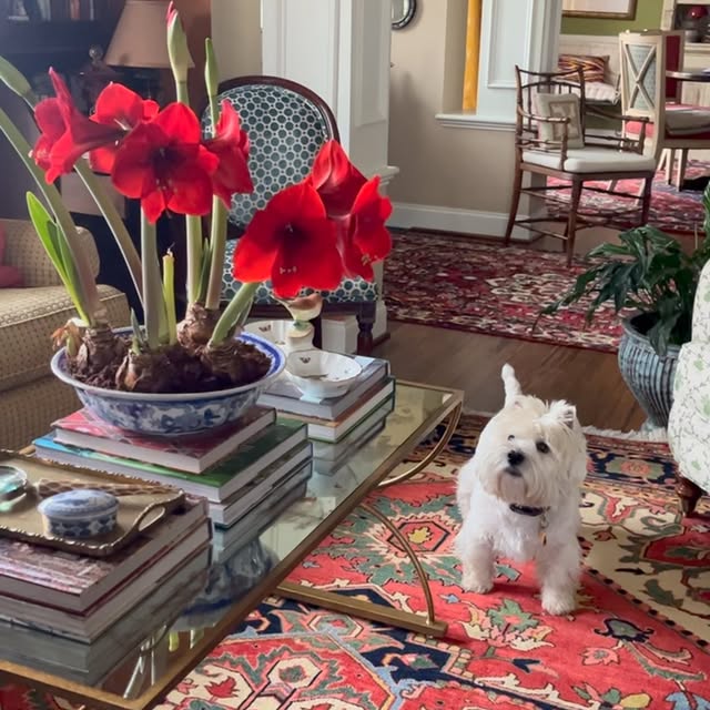 Post by houseandgardendog