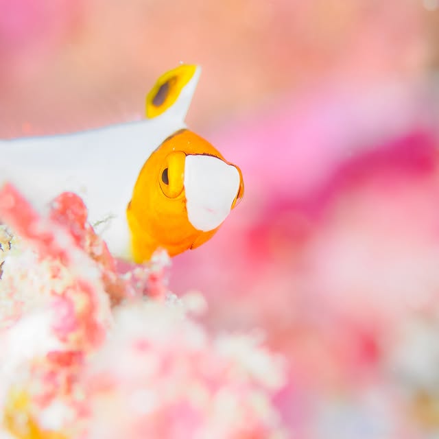 Post by hideyukihongo