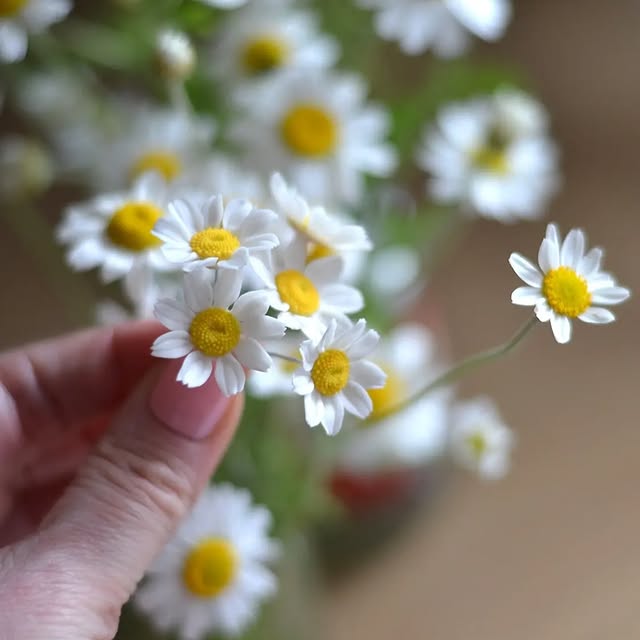 Post by svetasaz_flowers