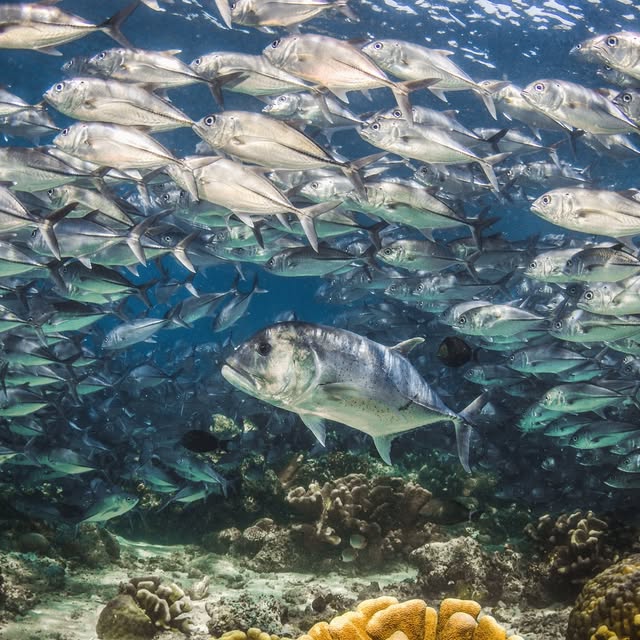 Post by scuba_junkie