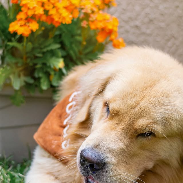 Post by goldenretriever_lotus