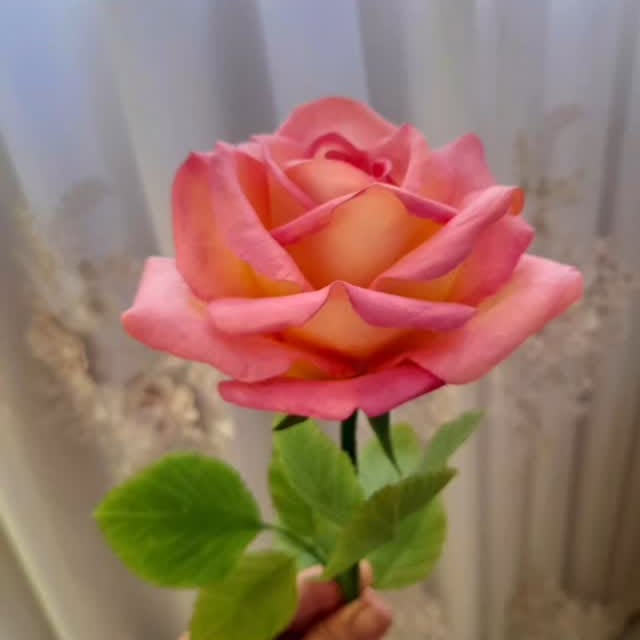 Post by honarkadeh.peony