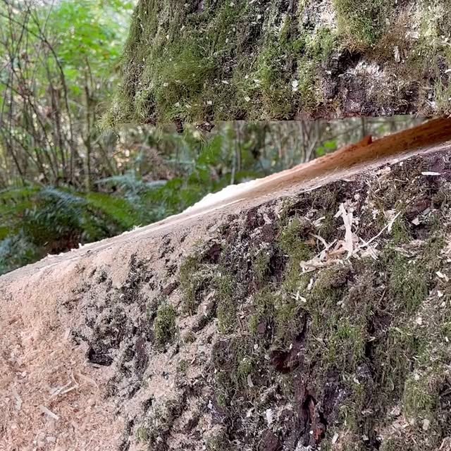 Post by westcoastsaw