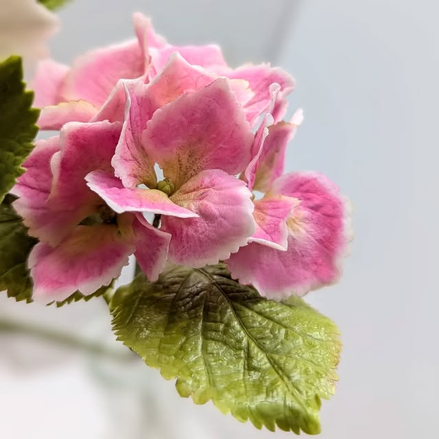 Post by jamberry_sugar_flowers