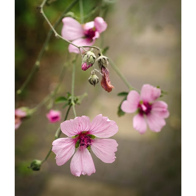 Post by depeppelstuinontwerp