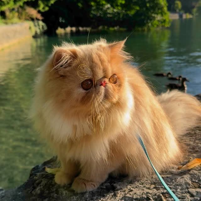 Post by luce.the.persian.cat