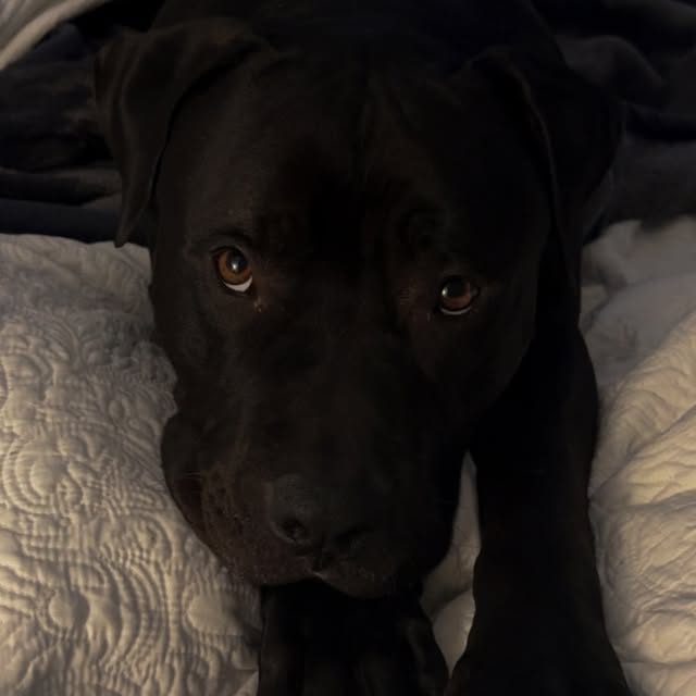 Post by chandrikaravi