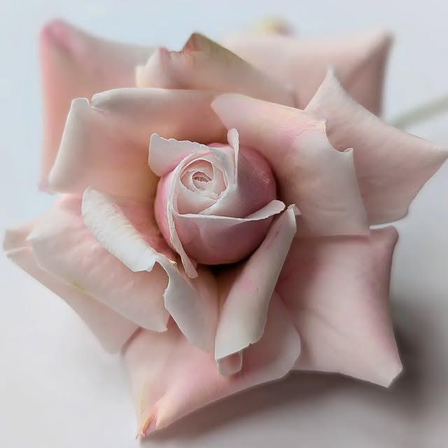 Post by jamberry_sugar_flowers