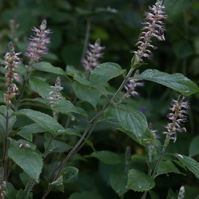 Post by basilikum_und_kaktus