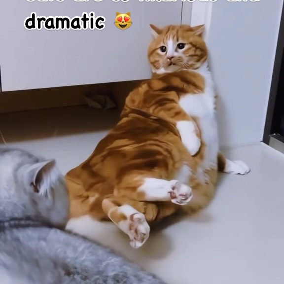 Post by cute.cat.inst