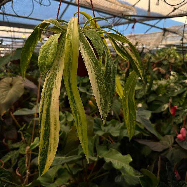 Post by stevesleavesinc