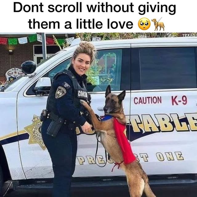 Post by braintrainingdogs_easy