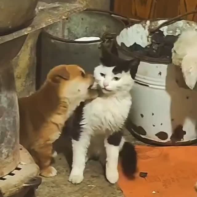 Post by zueirapetsoficial