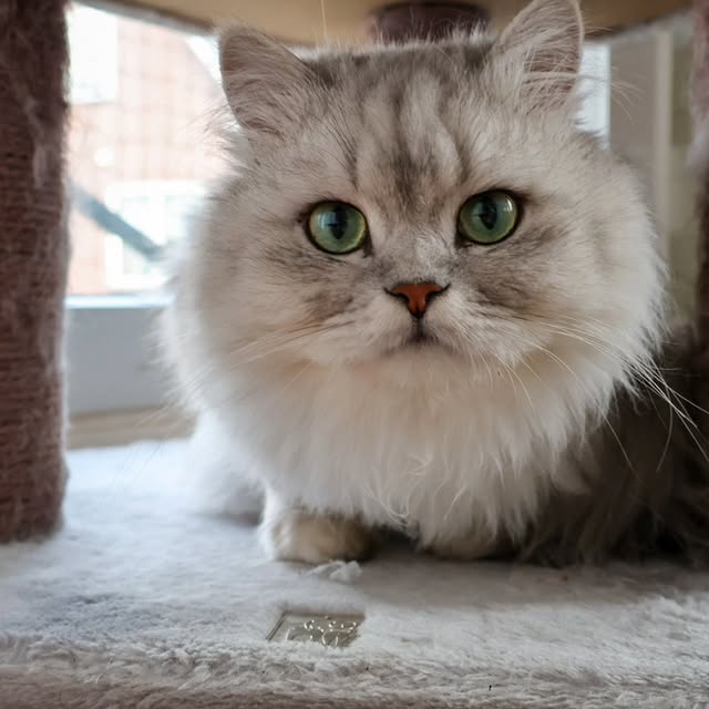 Post by ollie.frenkie