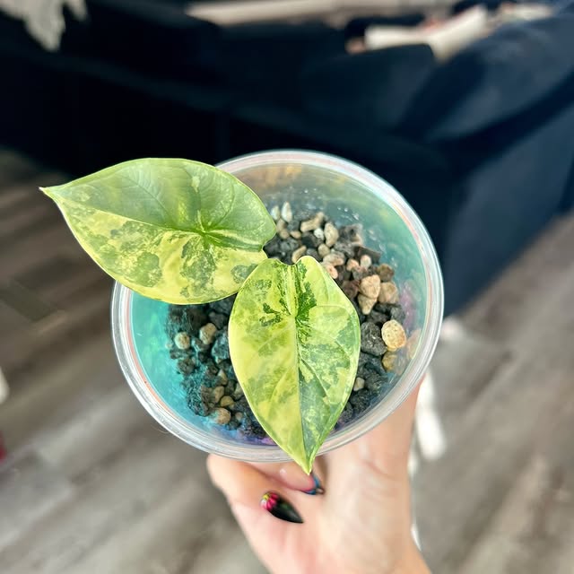 Post by alltheplantys