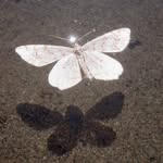 james chester's profile picture