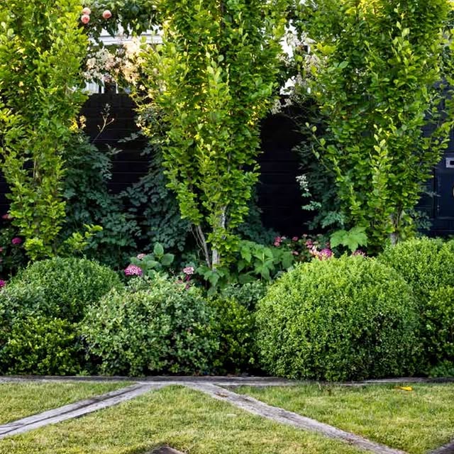 Post by hedge.garden.design.nursery