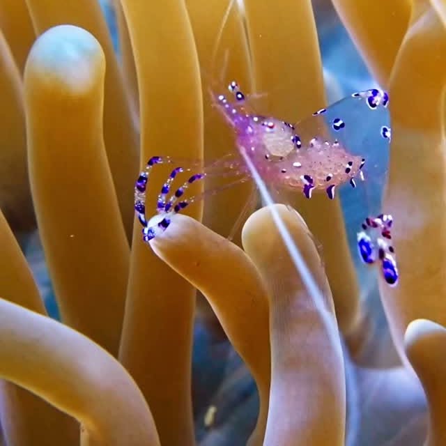 Post by davide_nautilus