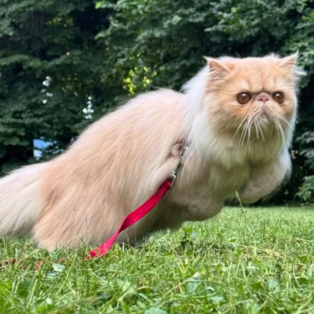 Post by luce.the.persian.cat