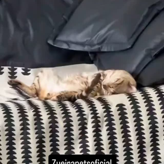 Post by zueirapetsoficial