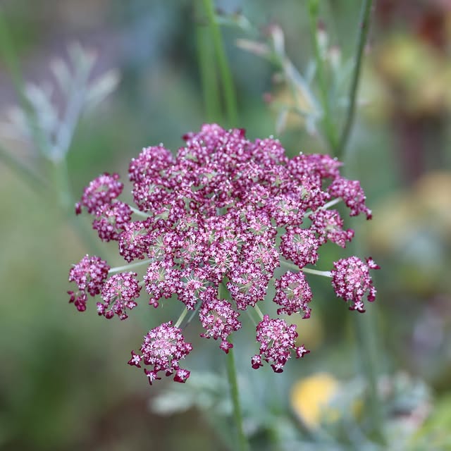 Post by katrins_garten