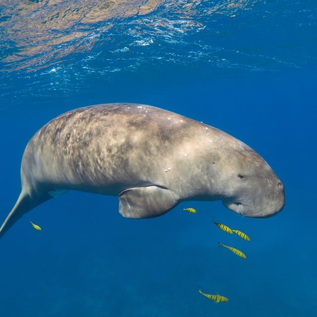 Post by grandafricasafaris