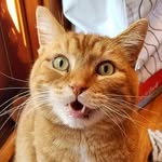 Cobbler's profile picture