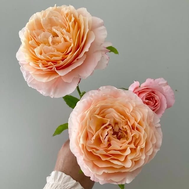 Post by katesinthegarden