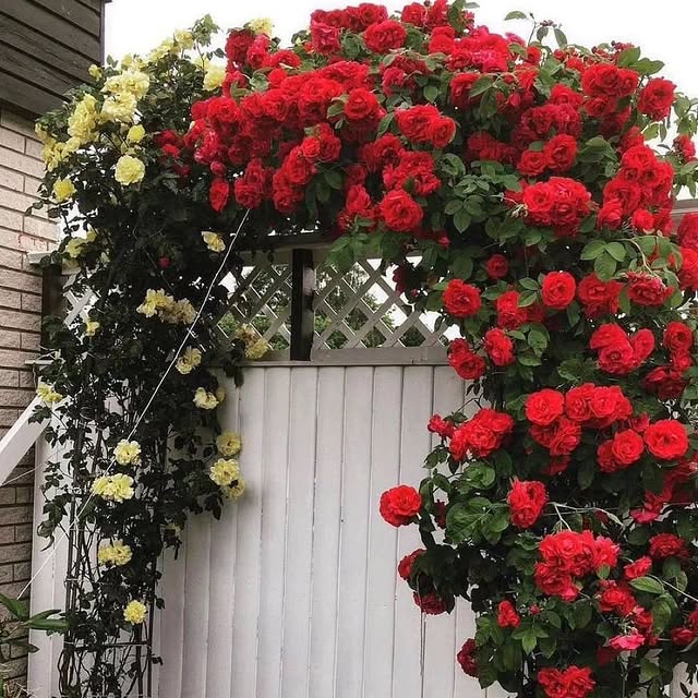 Post by garden_desiign