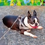 yayoi_bostonterrier