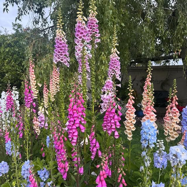 Post by garden_desiign